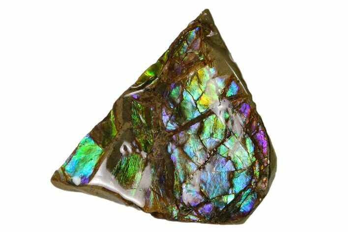 Iridescent Ammolite (Fossil Ammonite Shell) - Alberta, Canada #156800